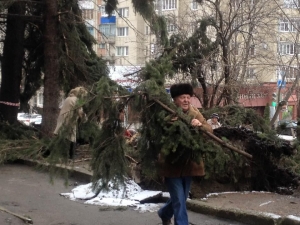 Сильный ветер устроил бесплатный елочный базар в Ставрополе