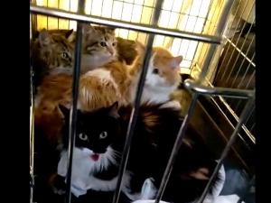 В Ессентуках 4 кошки выживали два года в квартирном заточении