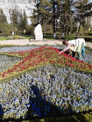 В Ставрополе цветники украсят 750 тысяч однолетников и ковровых культур