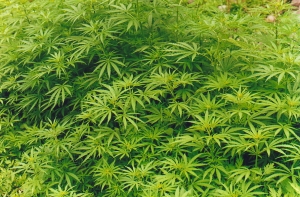 У жителя Благодарненского района полиция изъяла 13 килограммов марихуаны