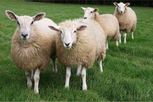 На Ставрополье рецидивист попался на краже овец