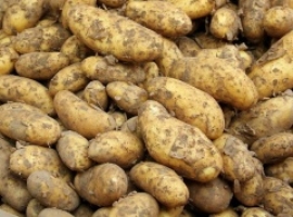 Ставропольские картофелеводы преодолели «экватор» уборки