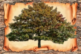 Ученые «вырастали» генеалогическое древо из 13 млн человек