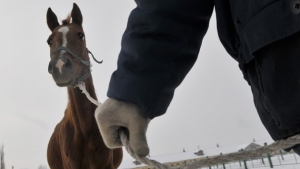 В Будённовском районе воры не справились с украденными лошадками