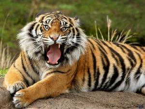 Журавль отбился от трех тигров в китайском зоопарке