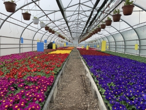 Более миллиона цветов в год выращивают в теплицах Предгорья