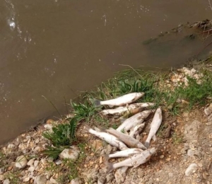 В Минераловодском округе устанавливают виновника массовой гибели рыбы в реке Кума