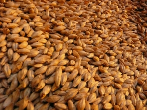 В Ставрополе выявили факт крупного мошенничества при продаже пшеницы