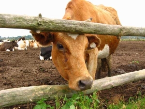 На Ставрополье чабан украл с работы десять коров
