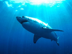Из-за глобального потепления акулы озвереют