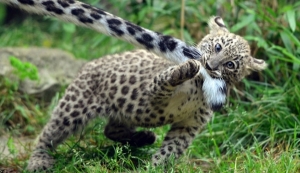 У «путинских» леопардов родились котята