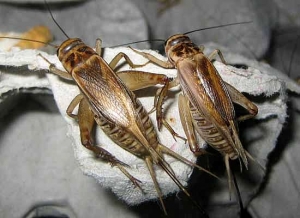 Ученые: поедание жуков полезно для здоровья
