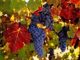 У Ставрополья – виноградное «серебро»