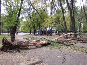 Спиленное в Ставрополе дерево рухнуло на газовую трубу