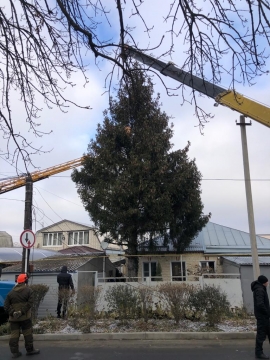 Огромная живая ель украсит площадь Ермолова в Ставрополе