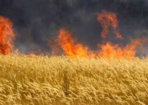На Ставрополье тушивший пшеничное поле пожарный попал в больницу
