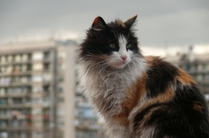 Кошку с котятами выбросил с 7-го этажа живодёр