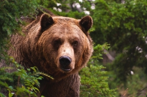 В Кисловодске пациентов и посетителей больницы напугал медведь