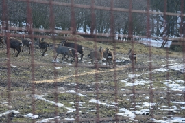 Более ста оленей расселили по лесам на Ставрополье