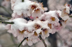Весенние заморозки ждут Ставрополье с началом апреля