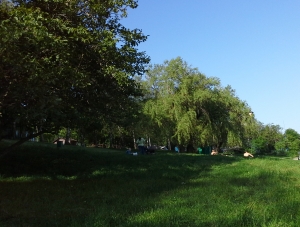 В Ставрополе опять полетели щепки от вырубленных деревьев