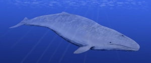 В Грачевском районе найдены останки древнего кита