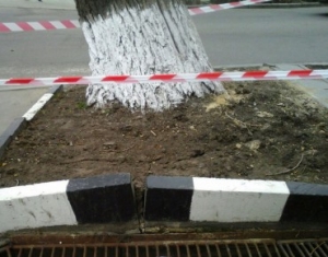 Дерево упало рядом с остановочным павильоном в Ставрополе