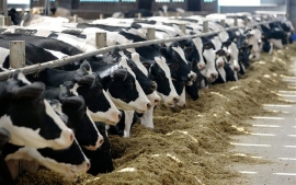 На Ставрополье построят молочную ферму для голландских коров