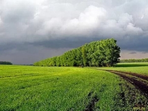 На Ставрополье модернизация ждет лесополосы