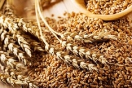 На Ставрополье увеличатся посевные площади твёрдой пшеницы