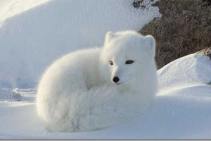 Почти все животные Арктики пострадают от глобального потепления