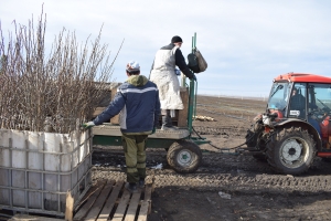 На Ставрополье у агротехнологического колледжа появился собственный яблоневый сад