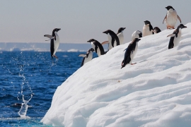 Страну пингвинов Адели обнаружили в Антарктиде