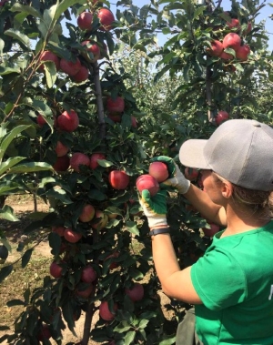 «Ставропольская фруктовая долина» приглашает жителей Невинномысска на сбор яблок
