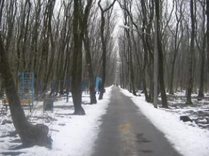 Одно из изнасилований произошло в лесу недалеко от проспекта Кулакова