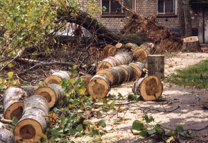 За незаконную вырубку деревьев в Ставрополе предложили карать реальными сроками
