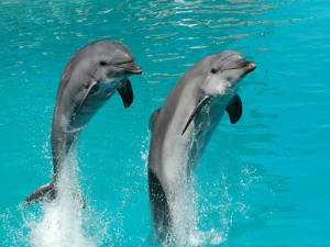 В Чечне появится собственный дельфинарий