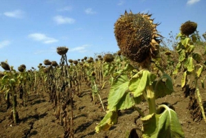 Урожаю на востоке Ставрополья может навредить почвенная засуха