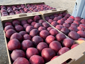 На яблочных плантациях в селе Юца собрали урожай