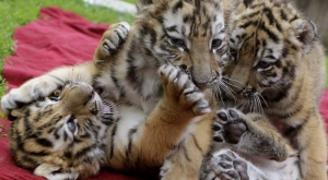 Четыре тигренка появились на свет в Ессентуках