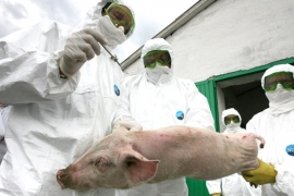 На Ставрополье не пустят свинину из Кабардино-Балкарии