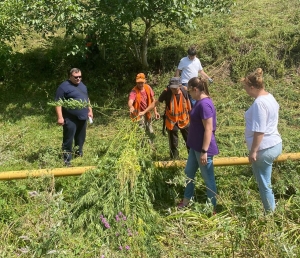 В Кисловодске уничтожили очаг дикорастущей конопли после обращения горожан