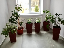 В ставропольской школе активно восстанавливают «краснокнижные» растения