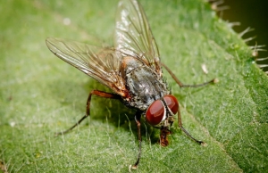 Ученые убедились, что мухи боятся людей