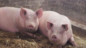 На прилавки в Ставрополе не попадет зараженная чумой свинина