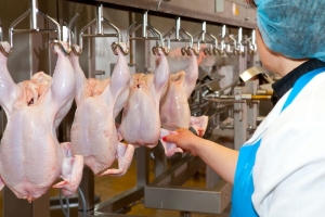 Ставропольское мясо птицы экспортируют в 30 стран мира