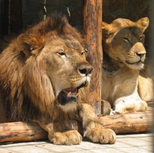 В зоопарке Барселоны посетитель прыгнул в вольер со львами