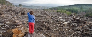 Лес рубят – щепки летят: на Ставрополье злоумышленник уничтожил 47 деревьев