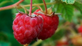 Сельское хозяйство на Ставрополье обретет ягодный «акцент»