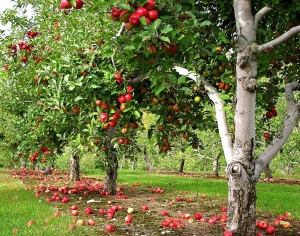 В инновационных питомниках на Ставрополье вырастят чудо-яблоки